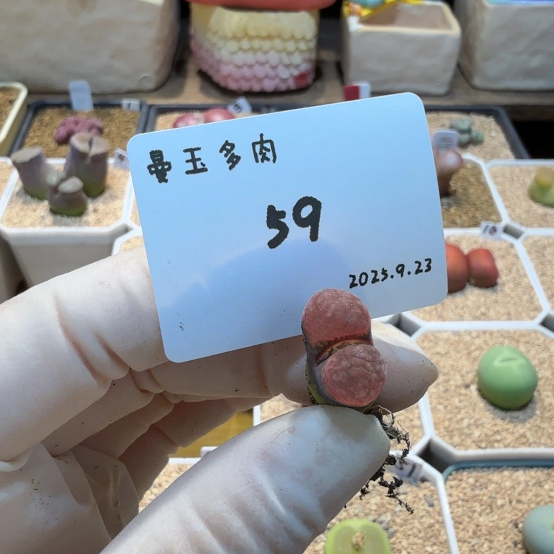 燃***毛多肉多肉多肉9.23-059 火大1808.4