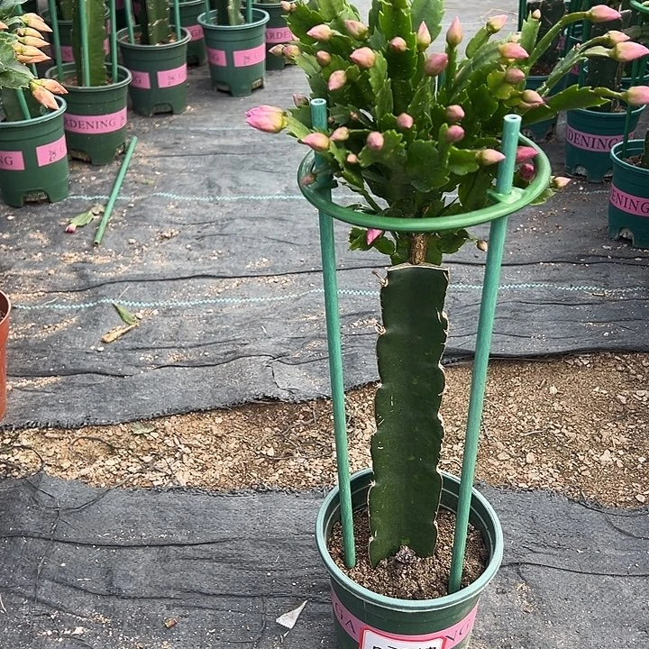 063蟹爪兰尾号0791