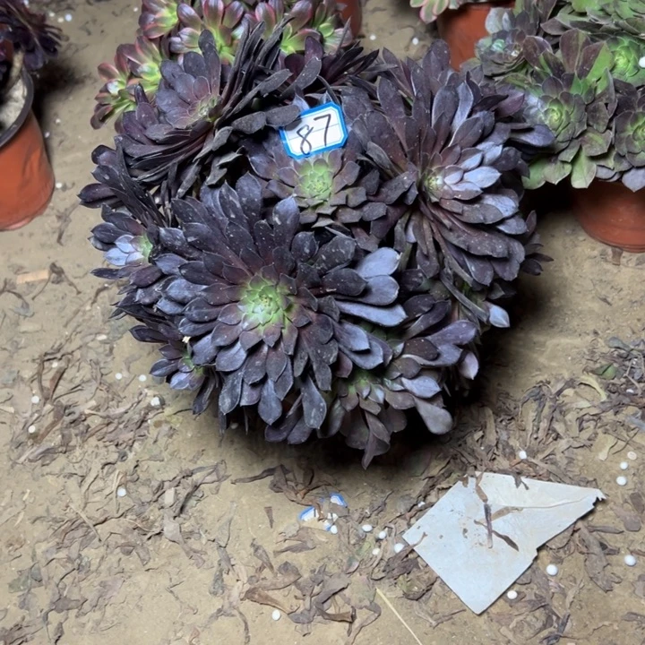 多肉植物黑铜法师87