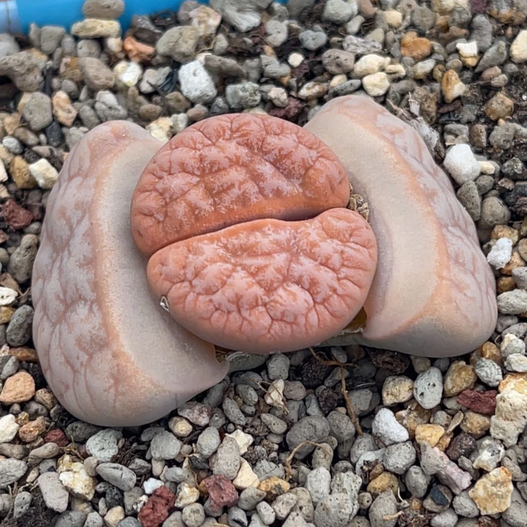 7773山脉拿铁一颗