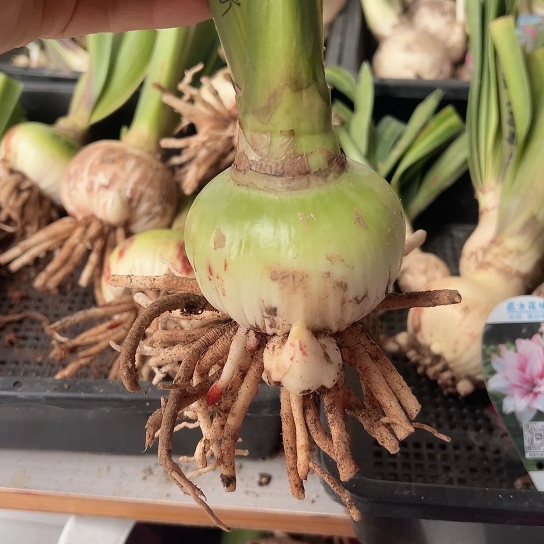 完全开放阿黛尔7+带侧，包对版不包后期养护。