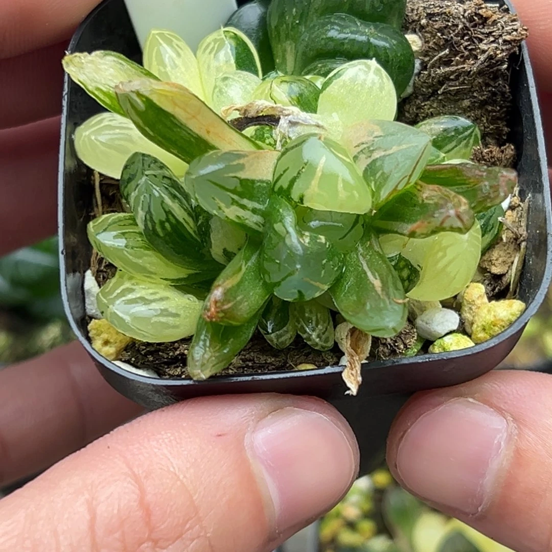 47红太阳玉露锦一物一拍