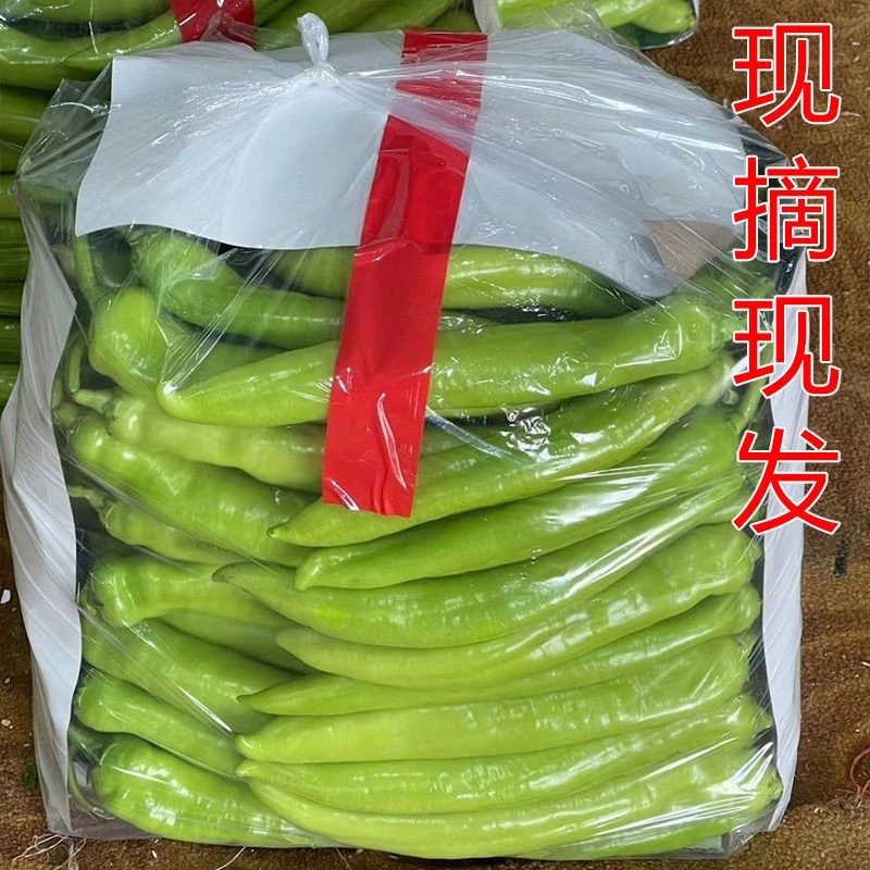 河南新鲜辣椒现摘现发新鲜青椒包邮
