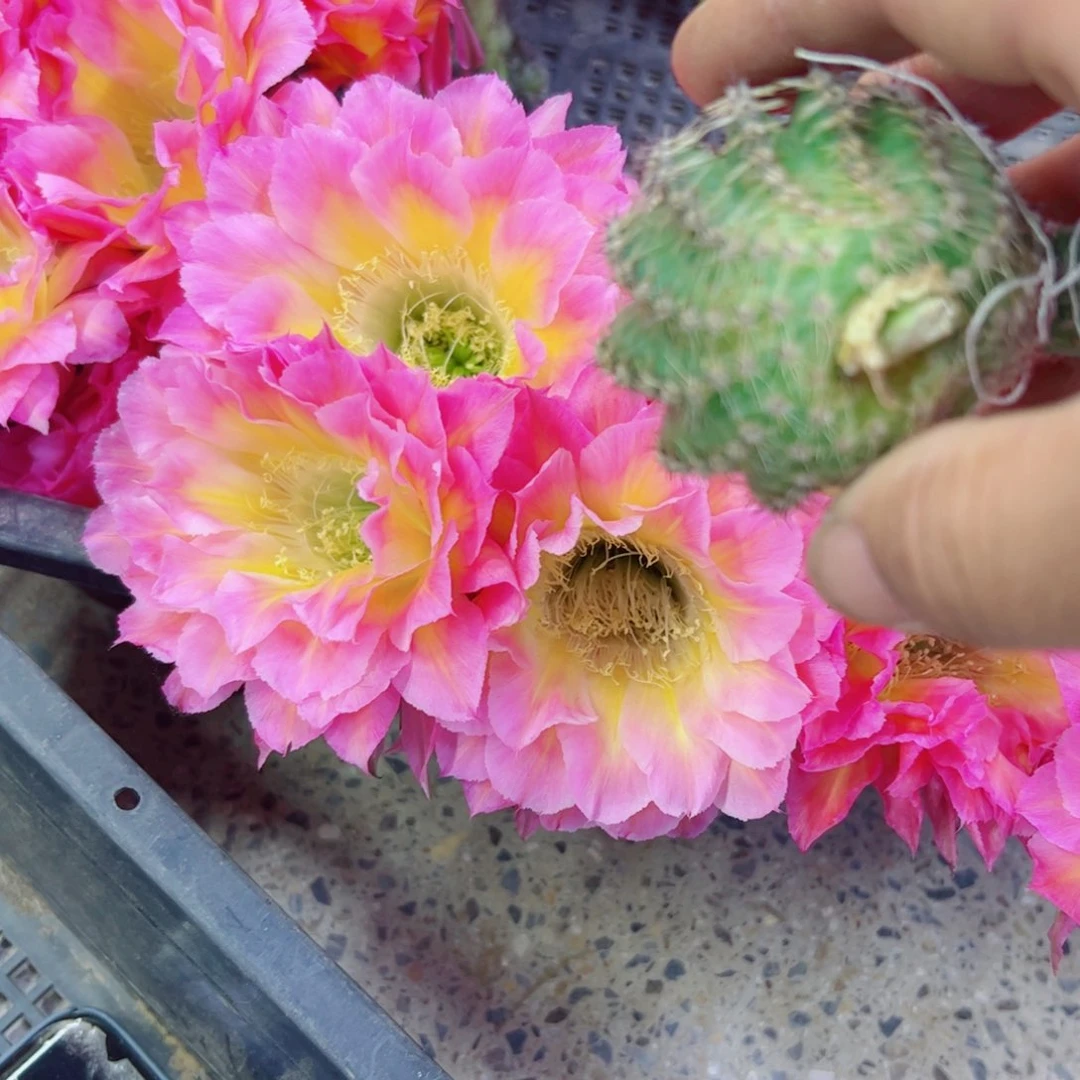 下48彩草粉黛歪无根侧牙4公分左右20包邮