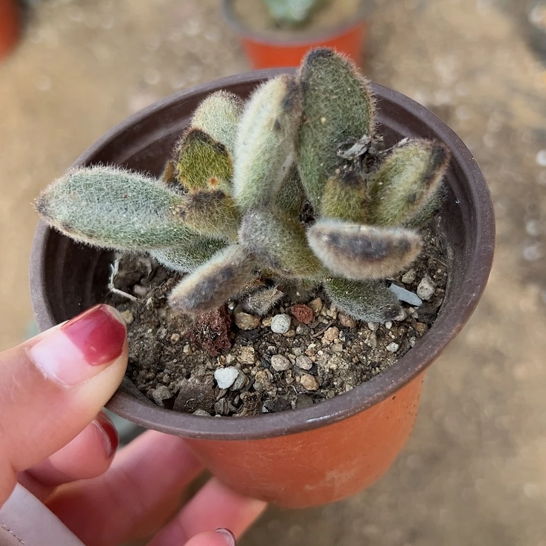 多肉植物多肉植物