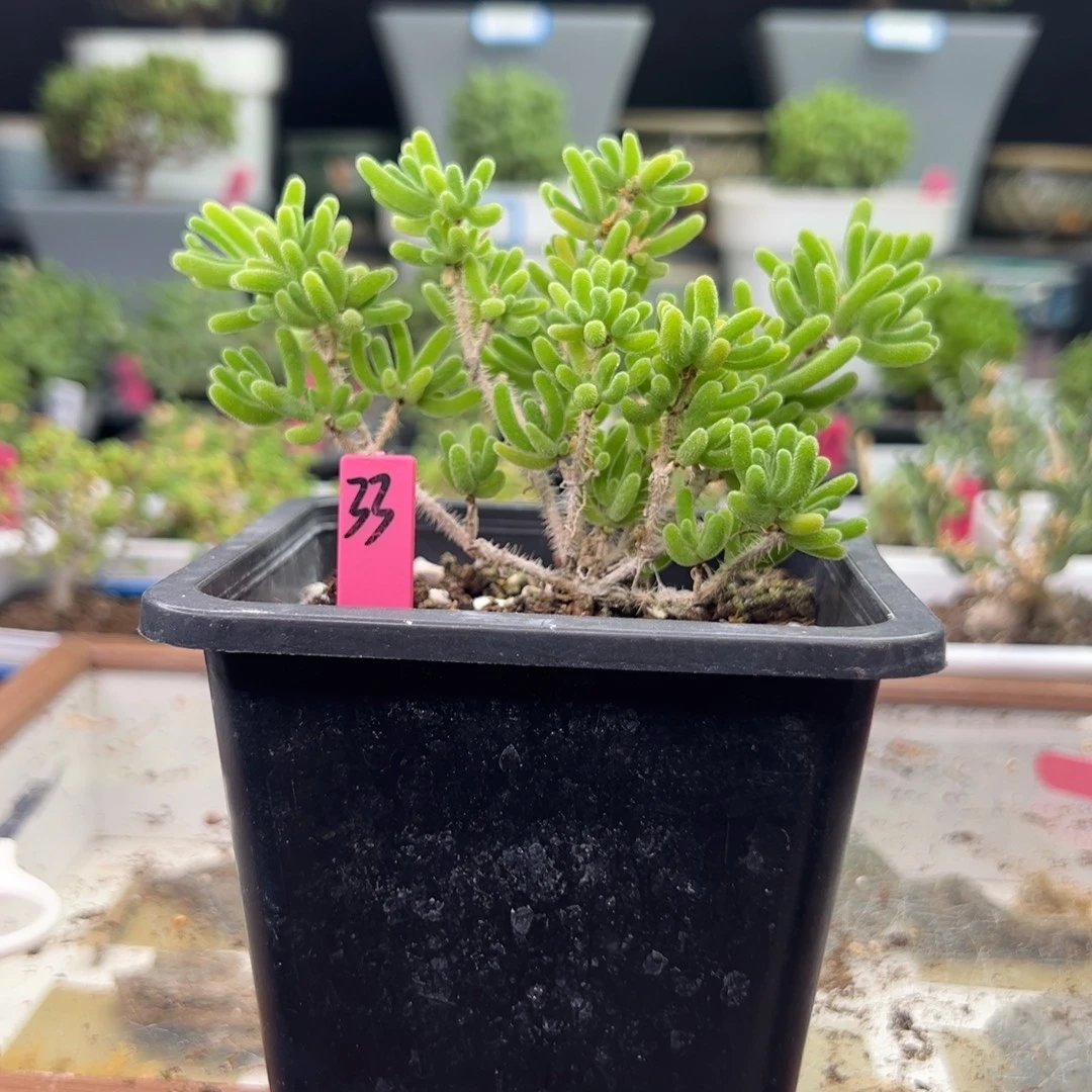 33号链接荧光兔10厘米盆