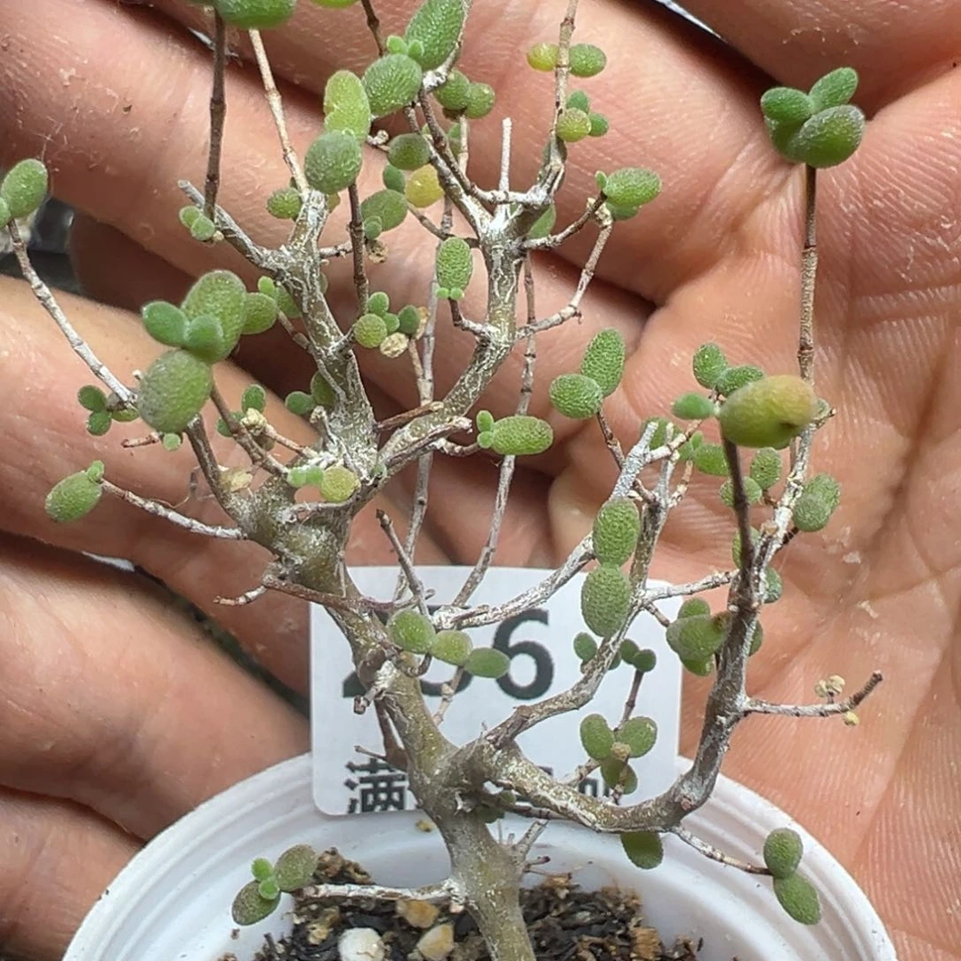 【闪购商品】 256。