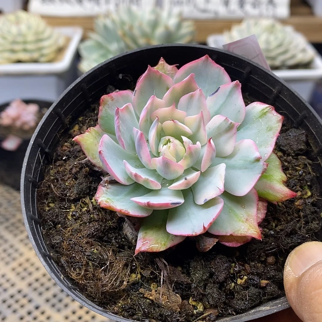 2366 精控阿美星覆轮锦
