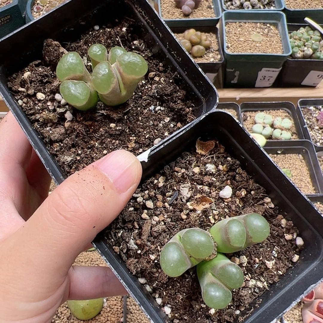 【闪购商品】124 开播福利 磁铁