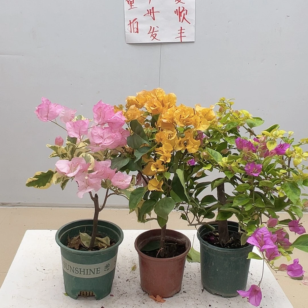 大部分花苞少量开放中国丽人，加州黄、金钱豹组合