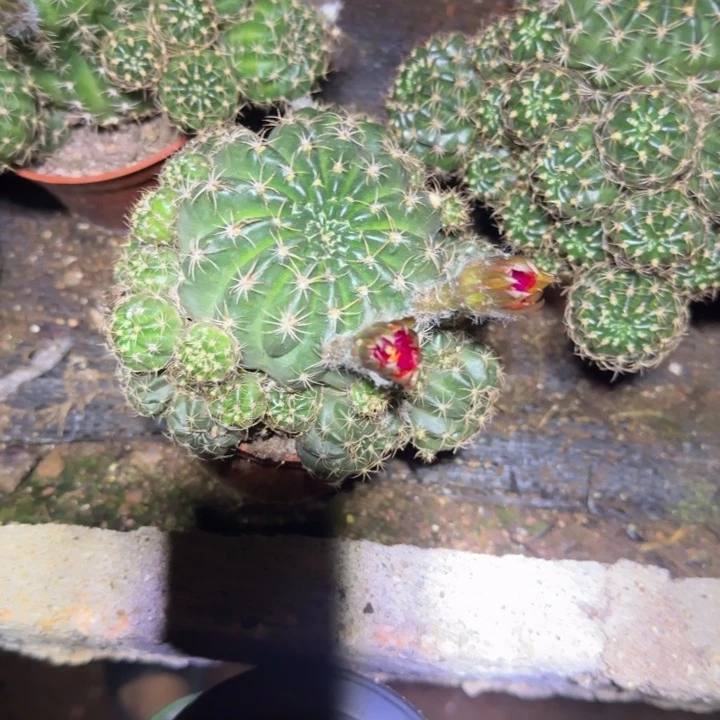 无花朵?**吖花花花花花花哈哈