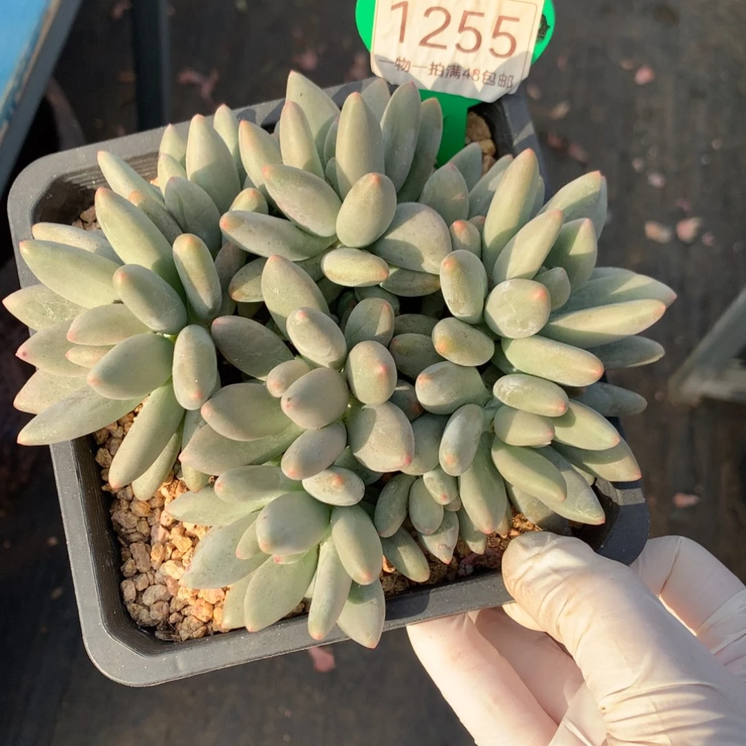 白兰地无砍平头9头1255