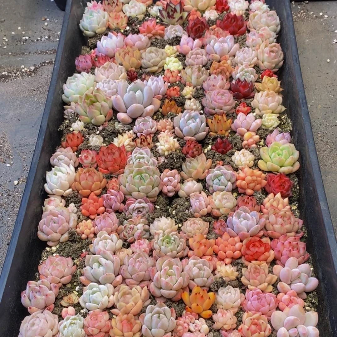 622多肉植物保护研究所两