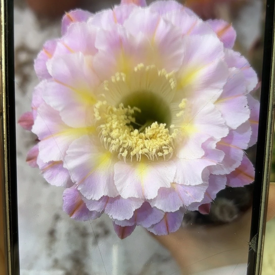 彩草紫霞仙子6.5公分侧牙