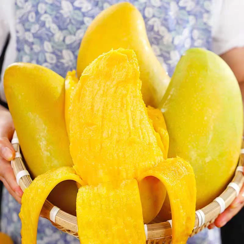 【催熟食用】海南黄皮金煌芒 应季热带芒果 HPG