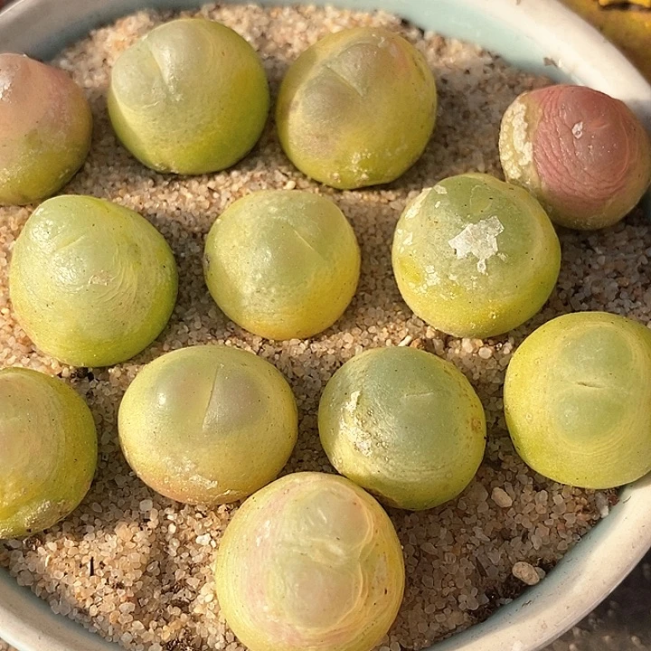 17520大大拉登一颗