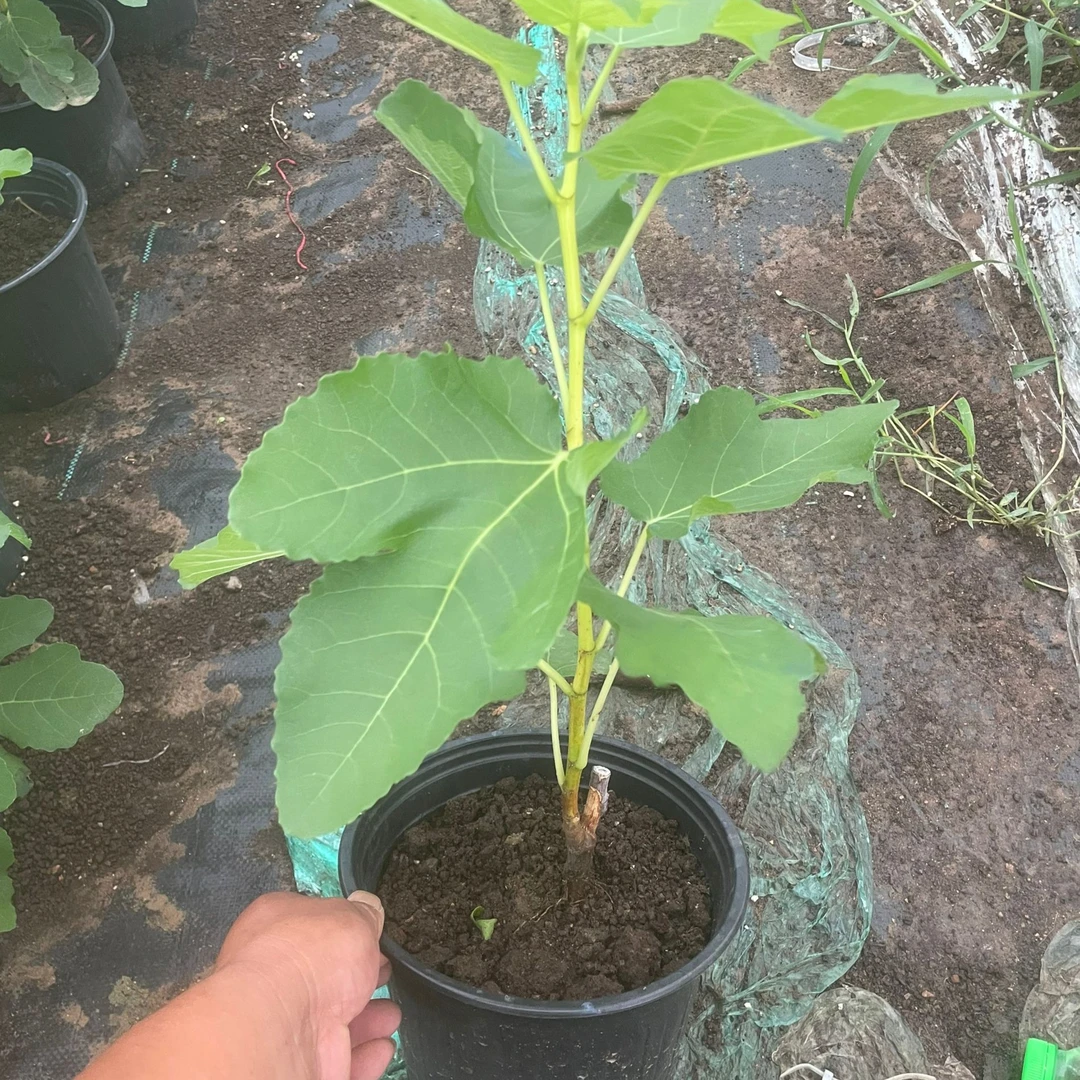 日紫无花果  大黑盆栽地栽南北方阳台庭院种植产量颜值高口感甜糯