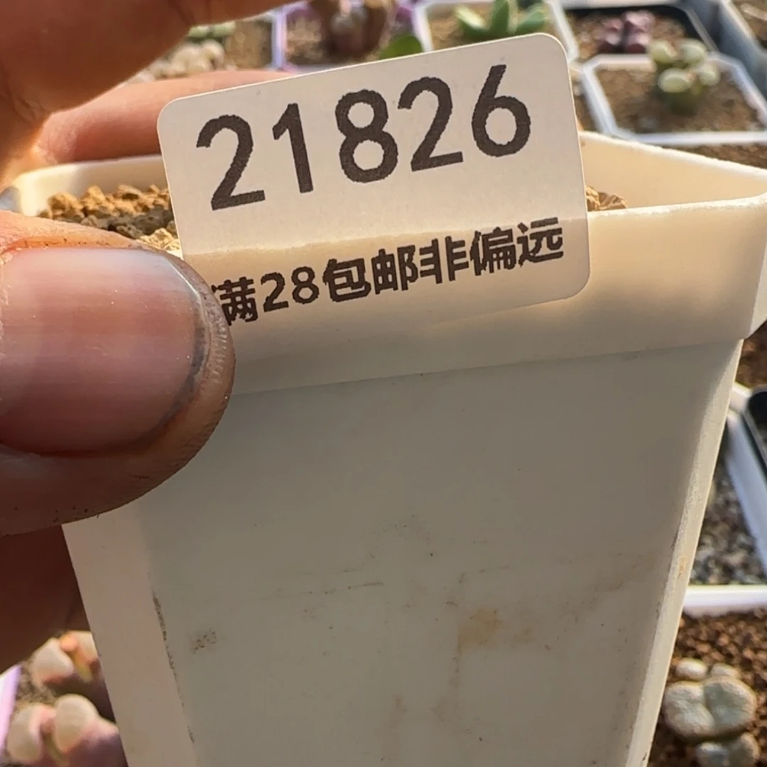 【闪购商品】发****在21826