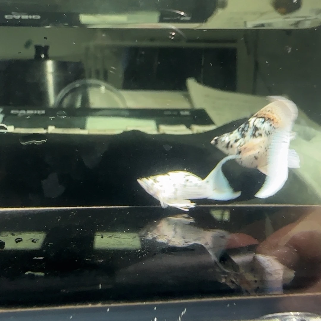 孔雀鱼关注主播可以竞拍