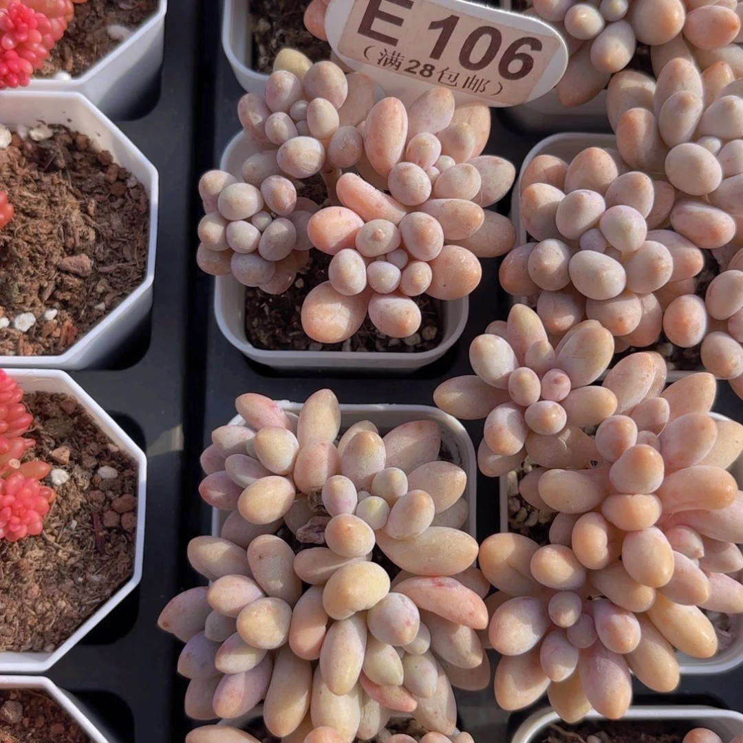 E106桃花奶一物语拍