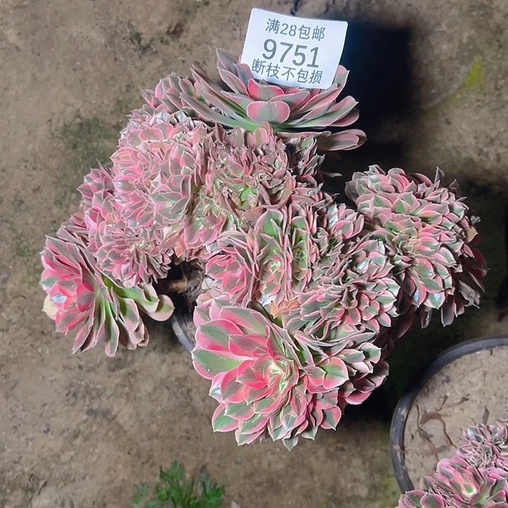 9751粉女巫缀多肉植物