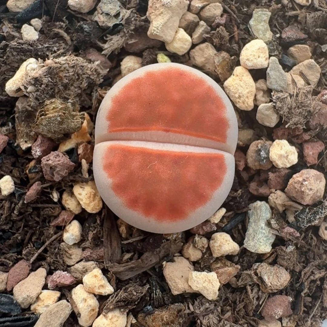 63带盆土发货朱唇0000