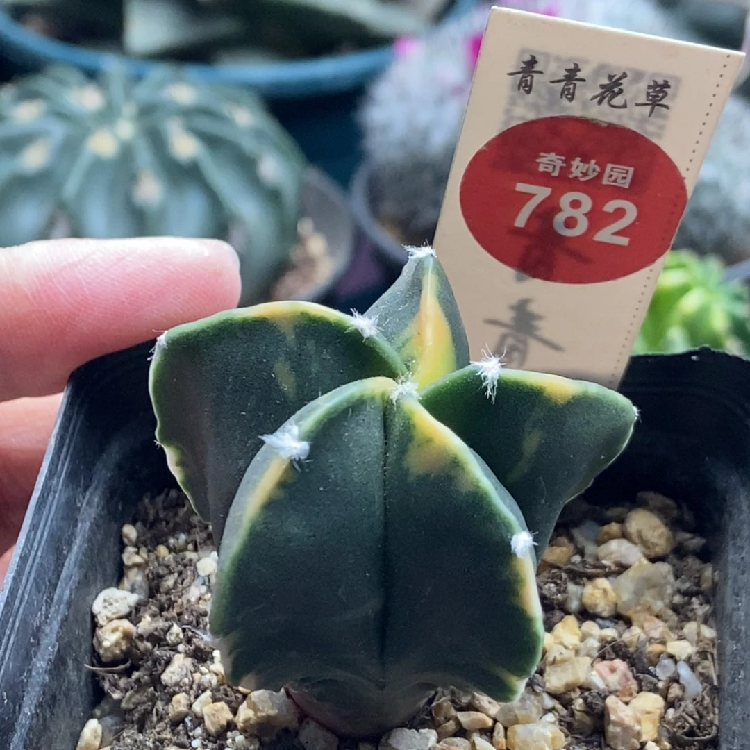 实生花斑鸾凤玉锦4cm