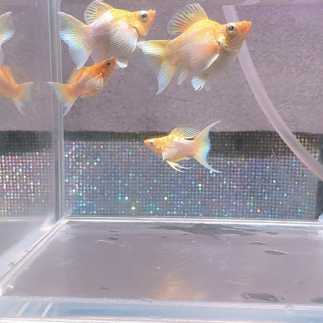 海水鱼燕尾小皮球体2对