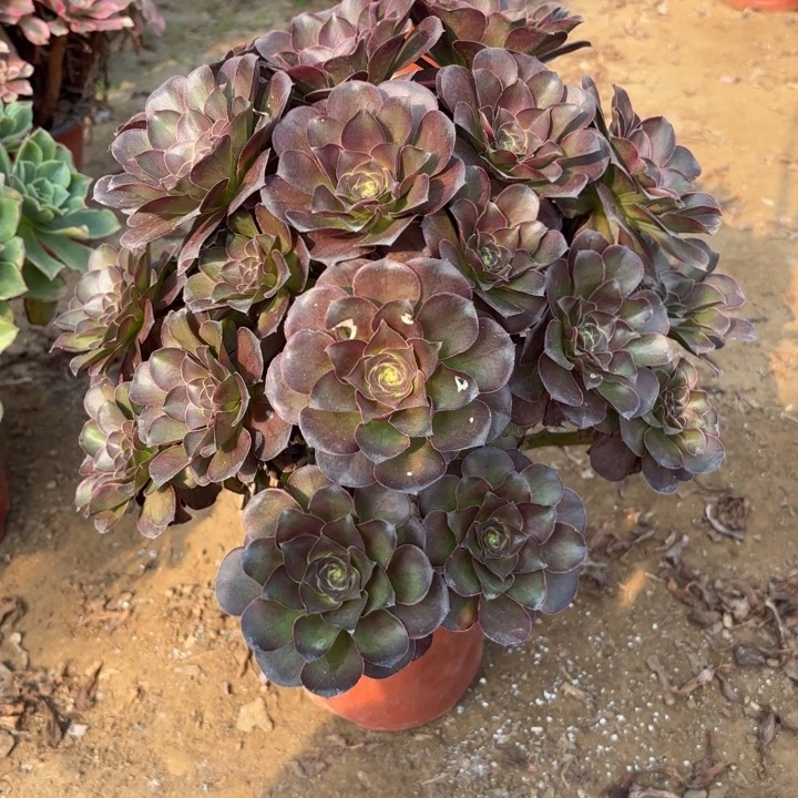 多肉植物万花筒33