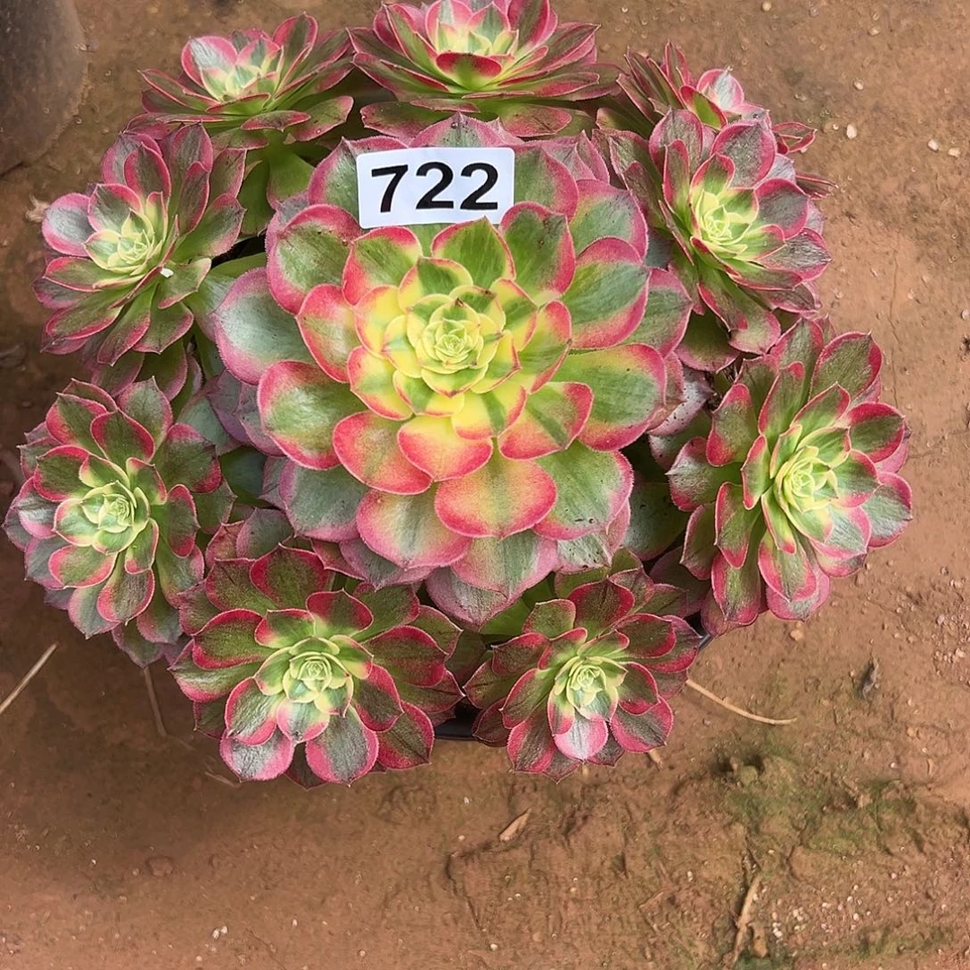 精品多肉植物722海鲜