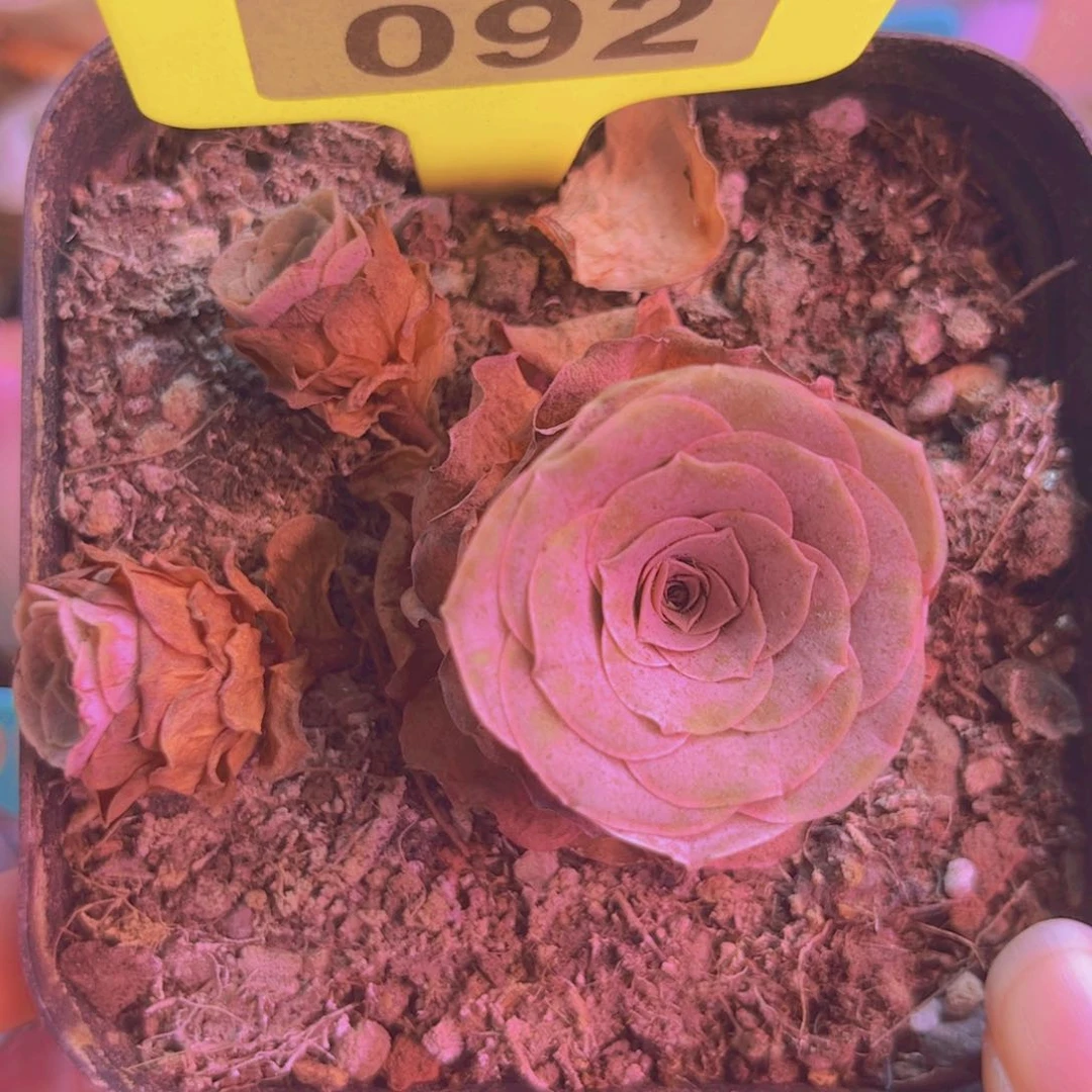 092山地玫瑰紫色