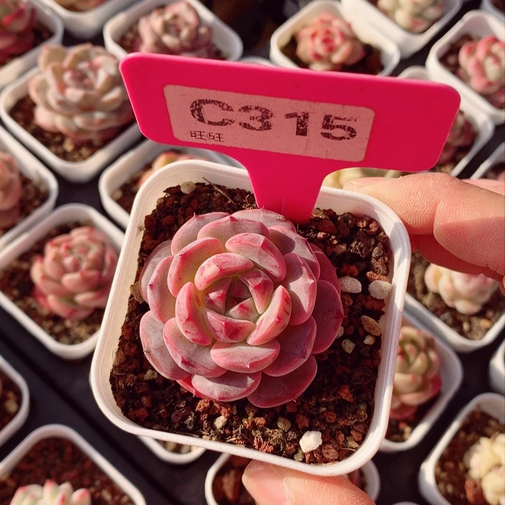 s****e新品4.5cm多肉植物