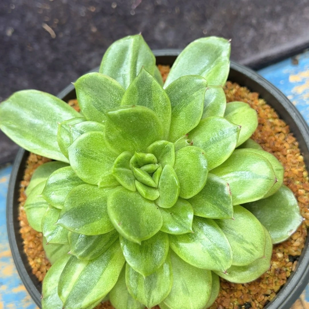 多肉植物，多肉植物