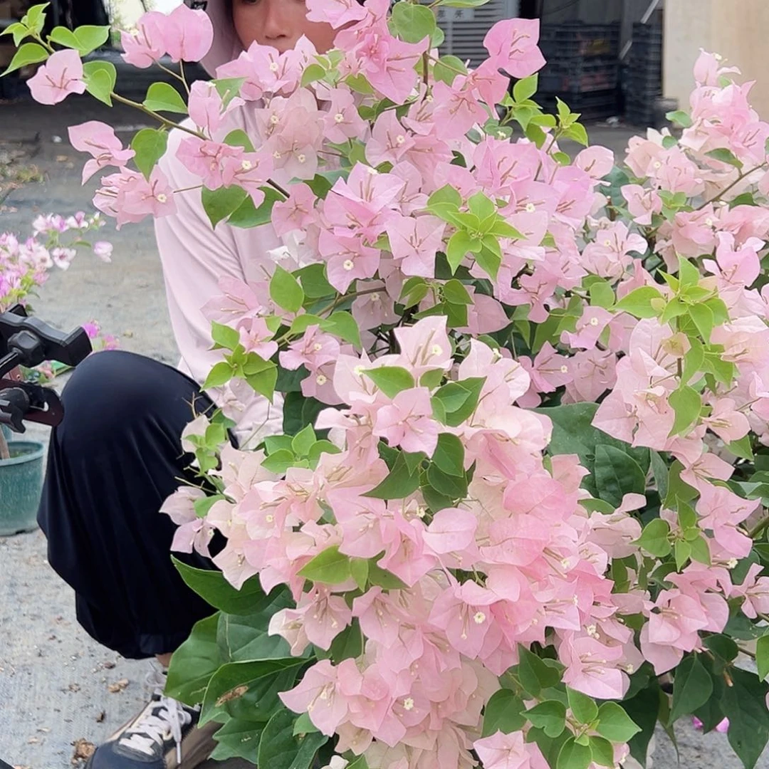 完全开放安娜带竹一棵