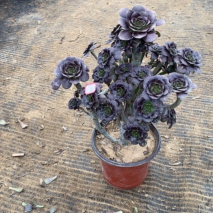 36，黑圆叶多肉法师