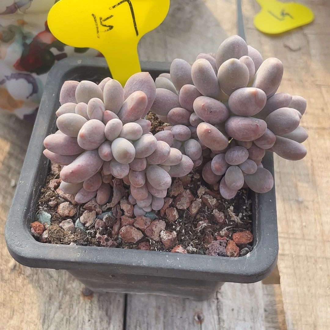 橙雪球群生老桩157