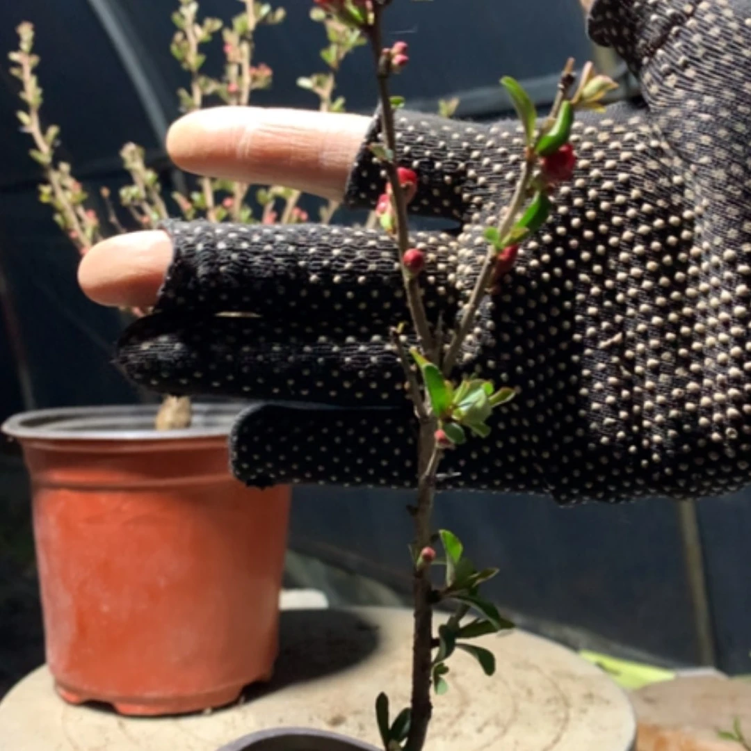 【闪购商品】用****1原生小品