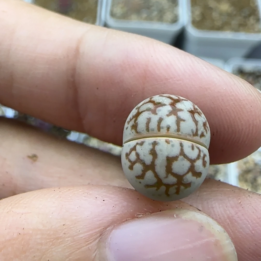 656二蜕清框福利30包邮
