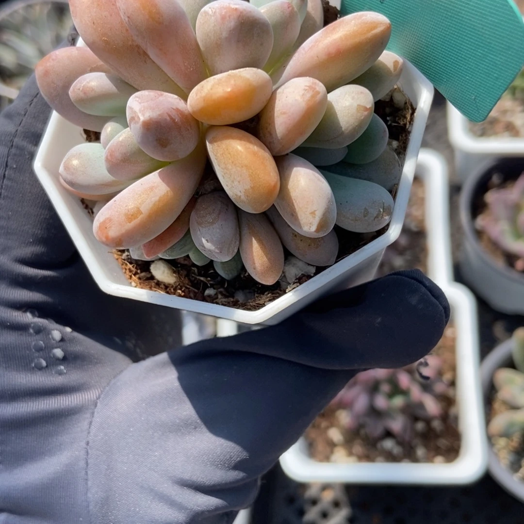 504粉兔多肉植物纤维