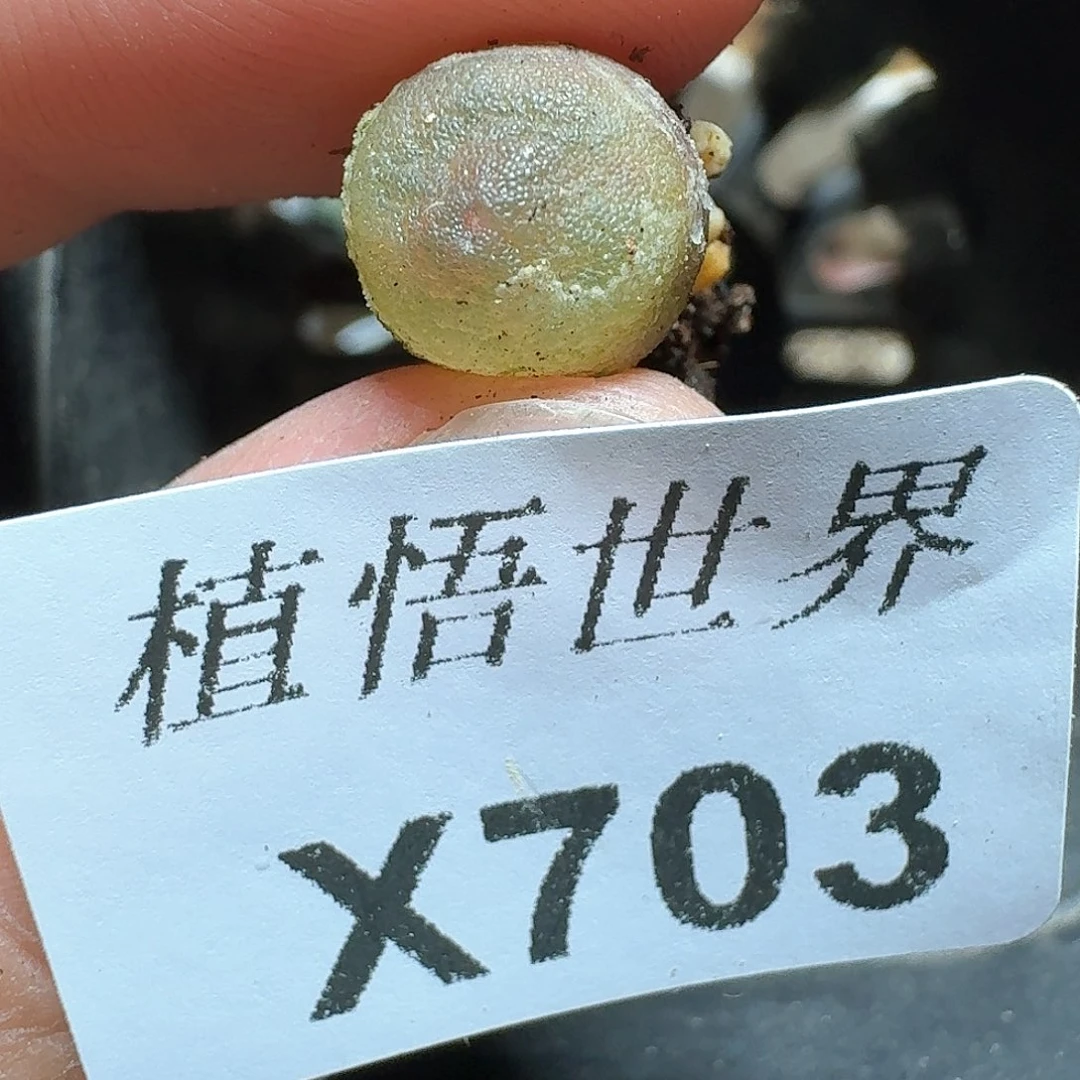703号多肉植物哇cv