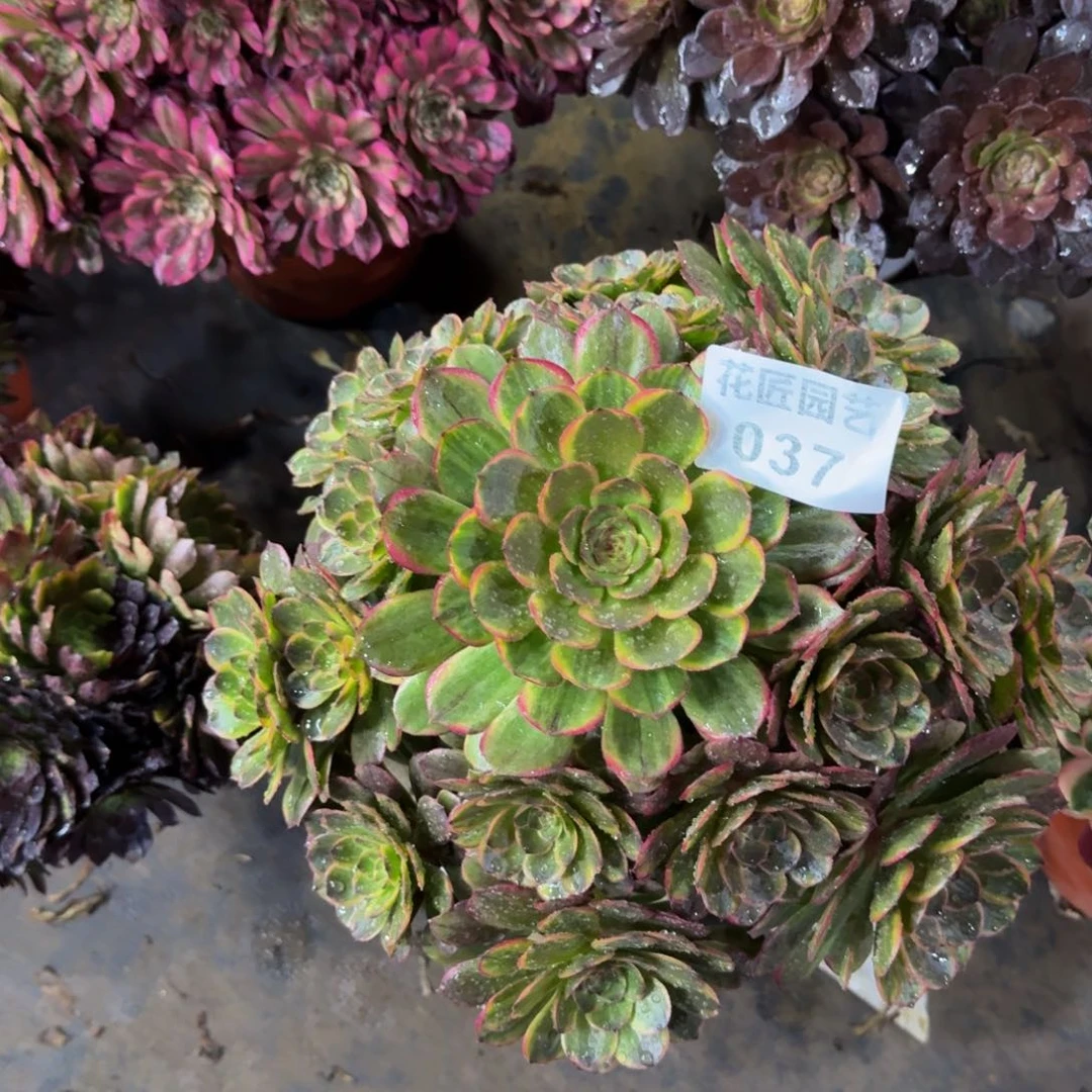 建****料多肉植物037半夏