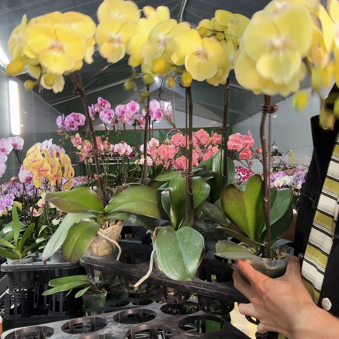 完全开放星月掉花福利一棵