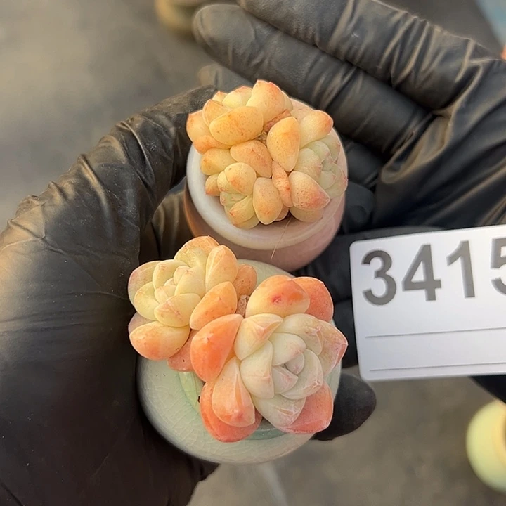 A***球3415，俩个冰玉带盆发的