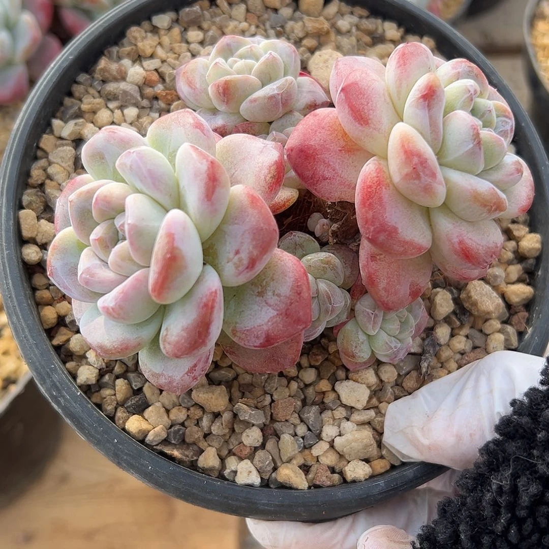 敏***雪菲雪专拍哈哈哈哈