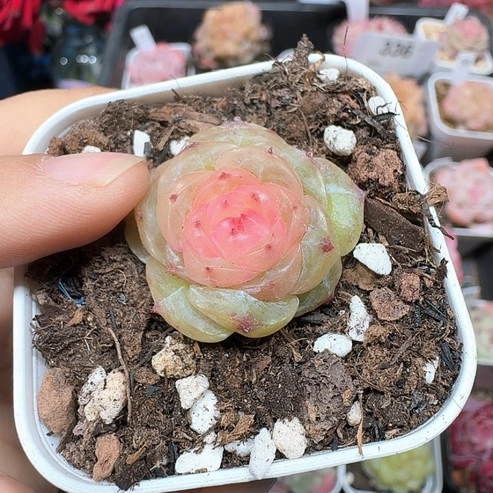 放**王桃花多肉植物83号
