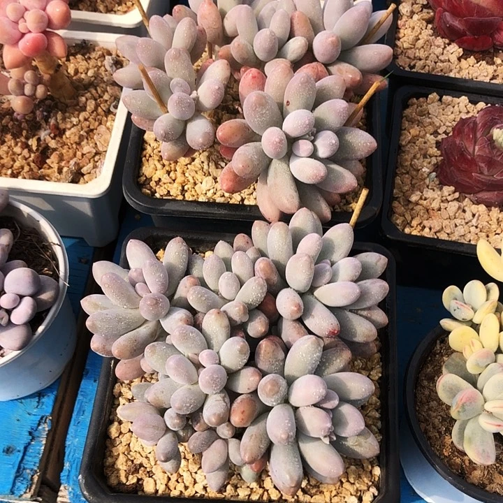 平头汤圆大群多肉植物