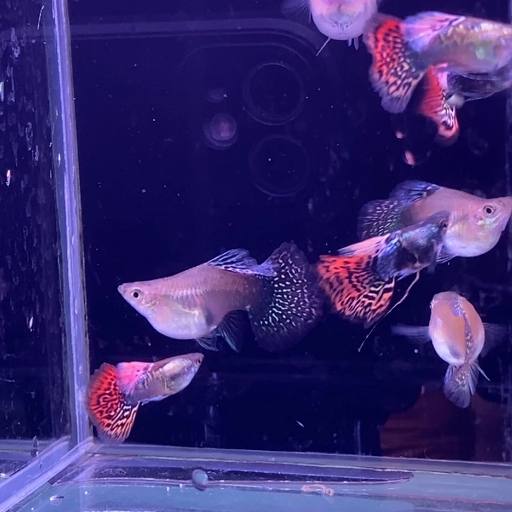 孔雀鱼龙球4对包邮