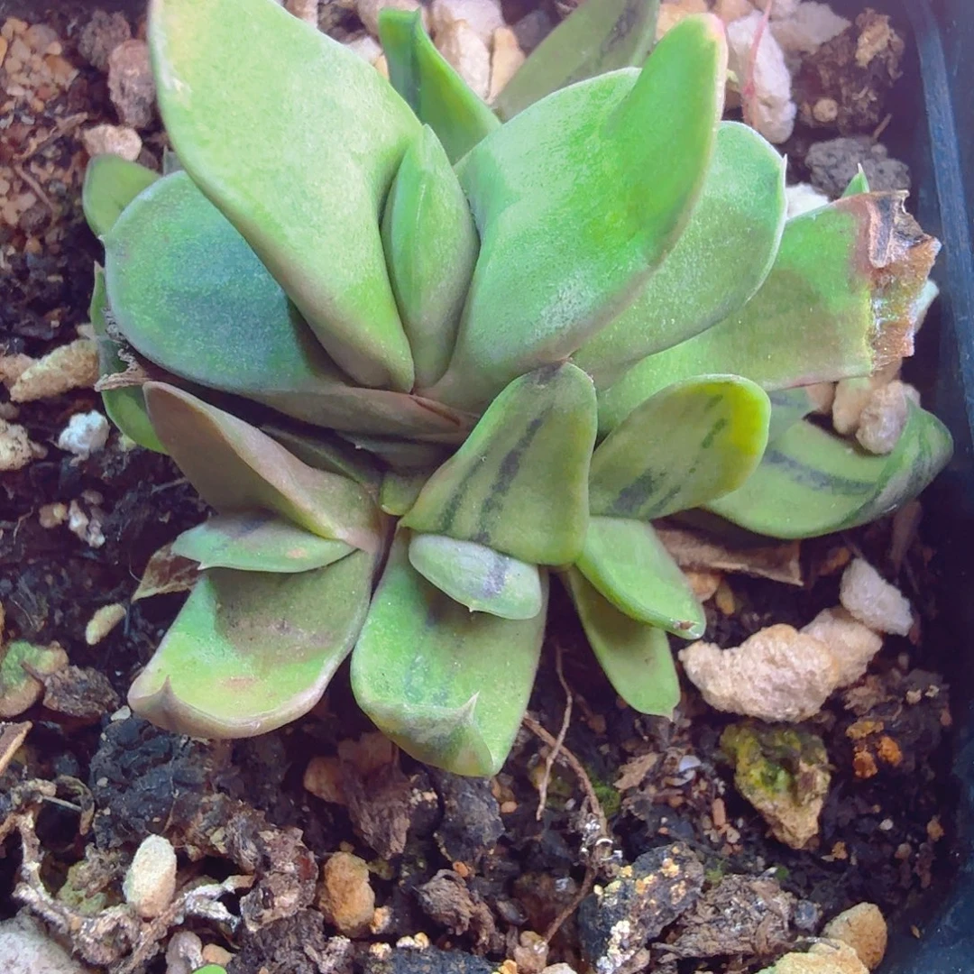 绿冰卧牛群多肉植物