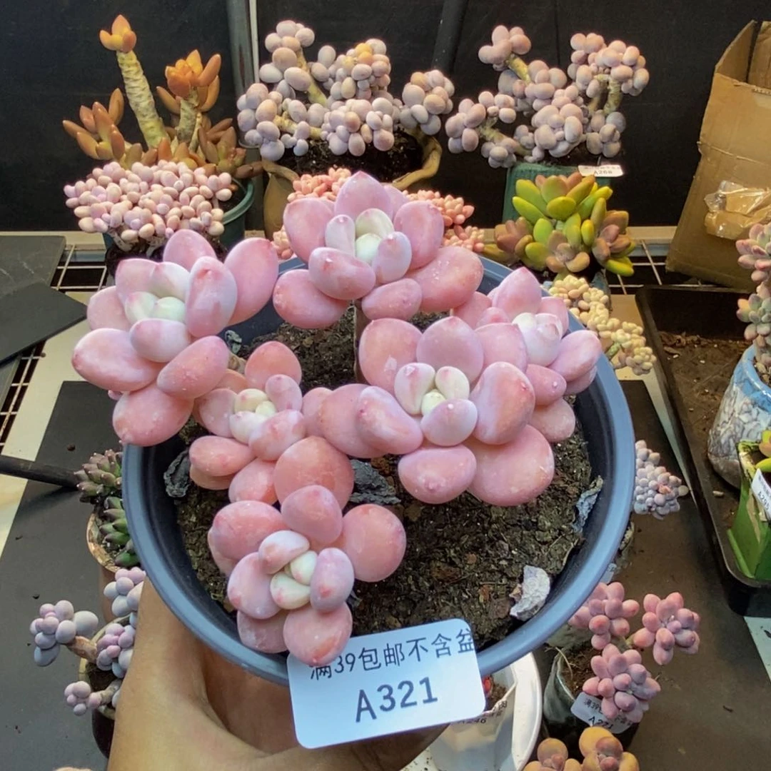 321樱花洛神多肉9c m