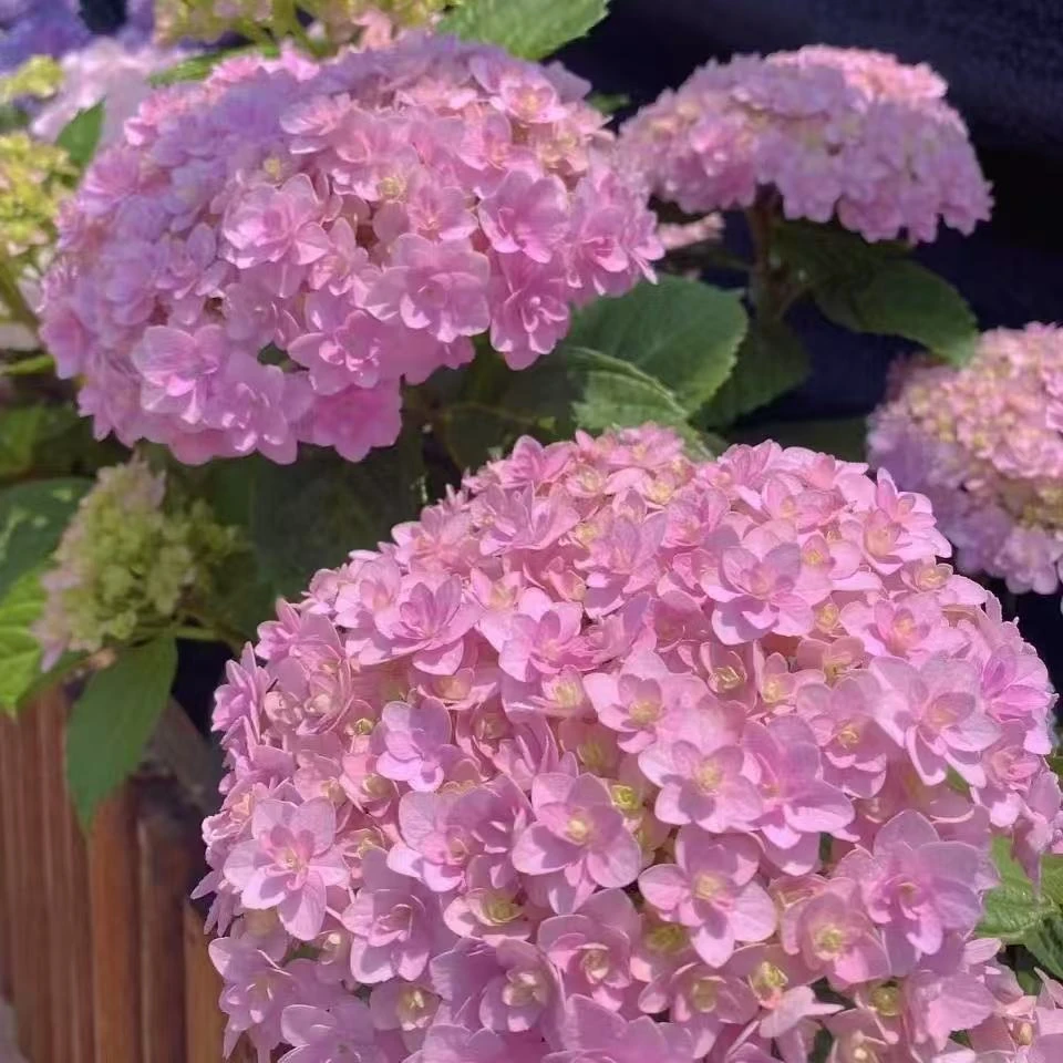 花手鞠绣球花盆栽庭院阳台新手易养护喜水植物